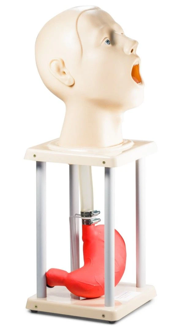 نموذج رأس إنسان تشريحي دقيق مع المريء والمعدة، A5