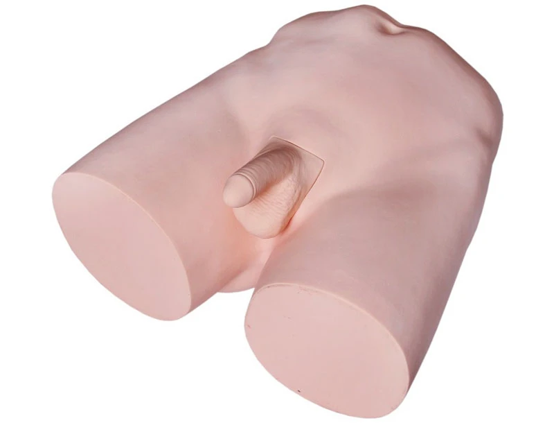 Male Reproductive System Training Model for Vasectomy T33