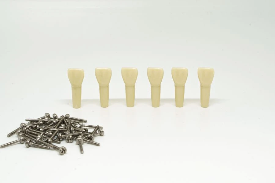 Children's Dental Model Tooth Set, 24 pcs PD-NZ DM 24