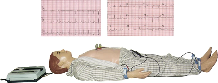 ECG Training Manikin for Skill Development, Art. PE6415/XDI