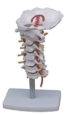 Cervical Spine Model with Intervertebral Discs, SK1107/11107