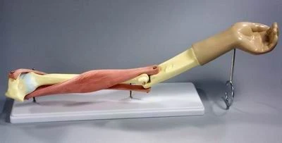Functional Elbow Joint Model with Muscles, 11210