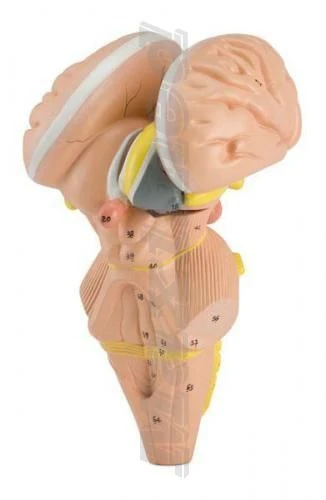 Detailed Brain Stem and Hypothalamus Model, 18215-4