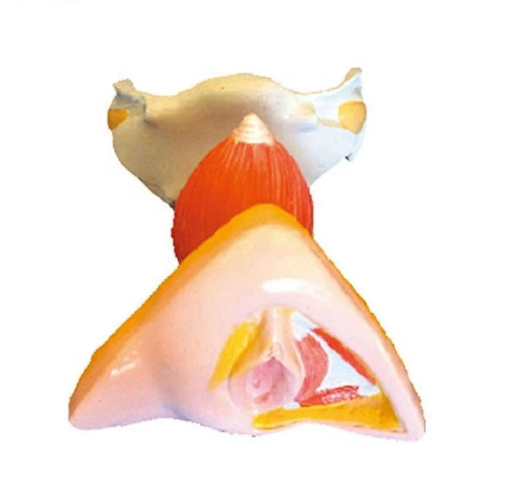 Female Internal and External Reproductive Organs Model D6