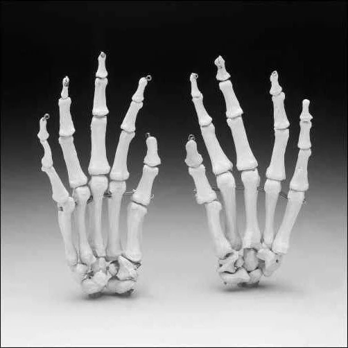 Life-Size Hand Joint Model with Ligaments, SK2114