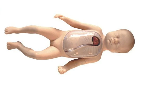 Life-Size Newborn Model for Central and Peripheral Venous Catheterization L67B