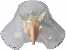 Male Bladder Catheterization Training Model D1