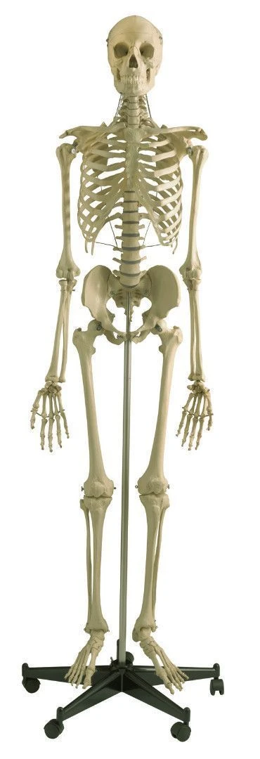 Human Skeleton Model 180 cm (Male) 11101-1