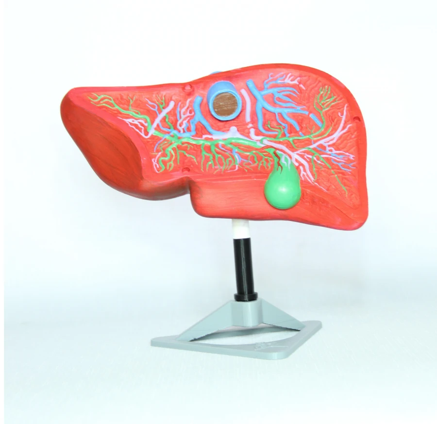 Liver Model on Stand, ROST-12008