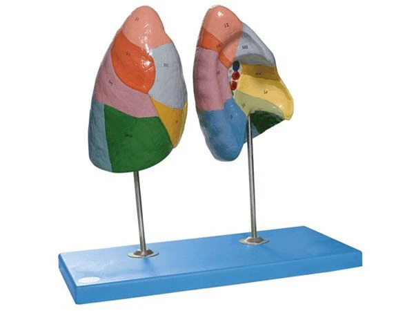 نموذج الرئة للأغراض التعليمية 13010-1