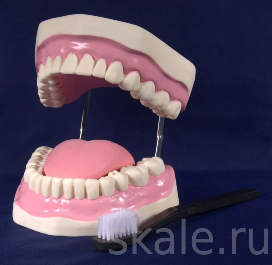 Dental Care Training Model OC6502/K2