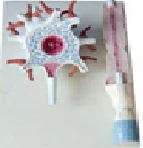 Neuron Model 18001 for Nervous System Study