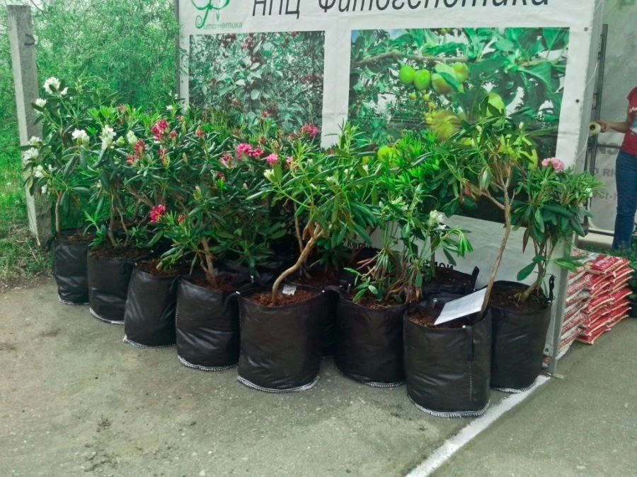 حدود حديقة أجرودكس