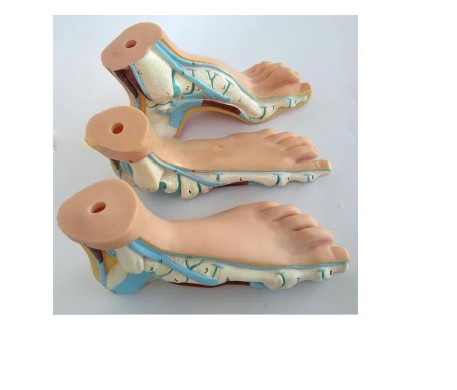 Human Foot Model for Anatomy Study - Normal, Flat, Arched (11310)