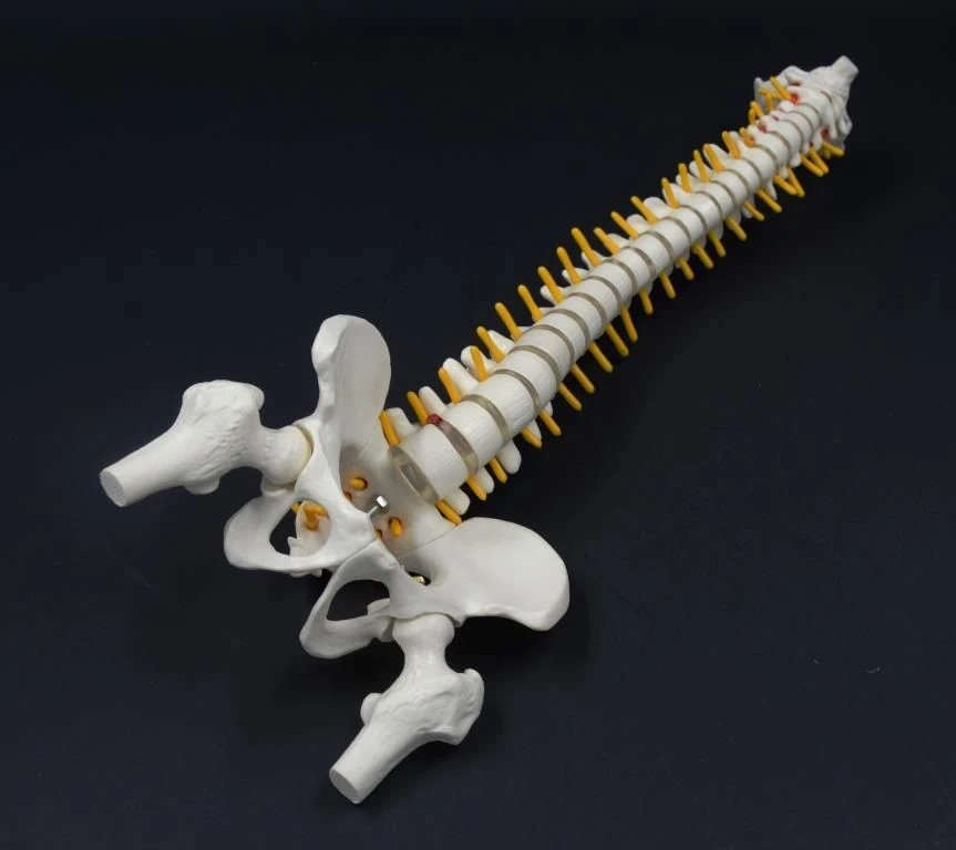 Human Spine Model with Pelvic Bones (Rigid), Model 11104-2