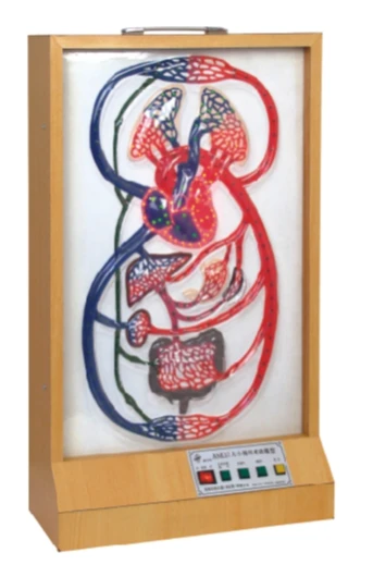 Large and Small Circulatory System Model 16003