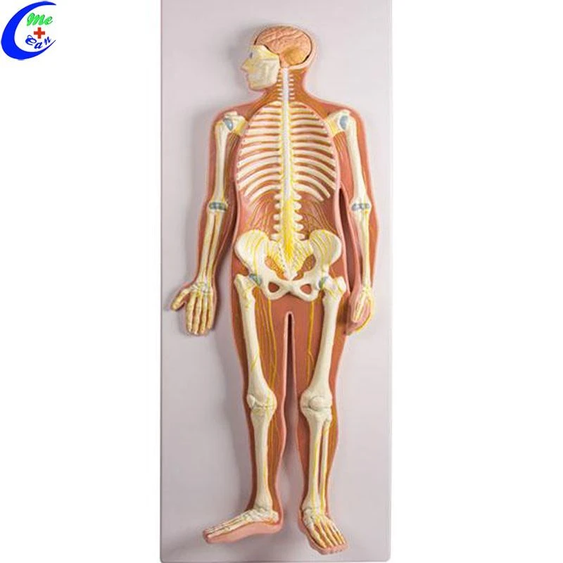 Human Nervous System Model 18111