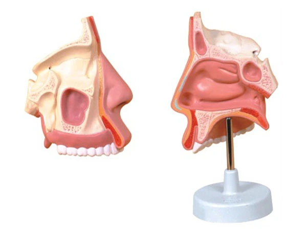 Nasal Cavity Model - 13001