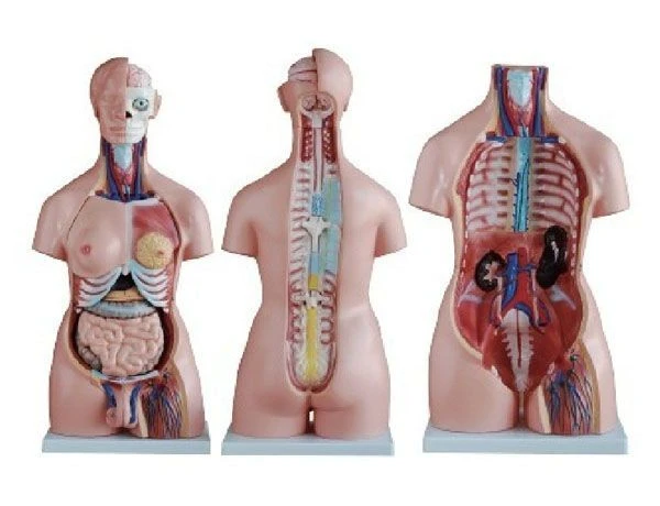 Human Body Model, Male and Female, 85 cm, Model 10004