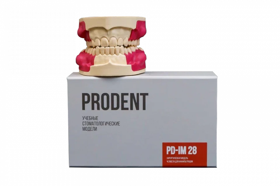 Dental Jaw Model for Periosteotomy Training PD-IM 28