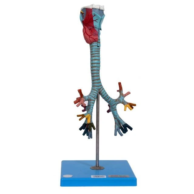 Human Larynx, Trachea, and Bronchi Model 13006