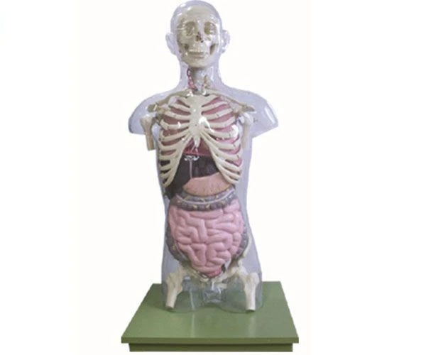 Transparent Human Body Model with Internal Organs, 10005