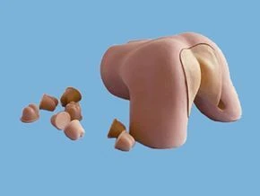 Prostate Examination Model for Male Reproductive System - CS6252