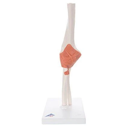 Elbow Joint Model for Study - 11203