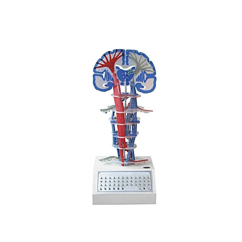 Central Nervous Conduction Electric Model, 18217