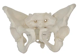 Male Pelvic Bones Model - 11127