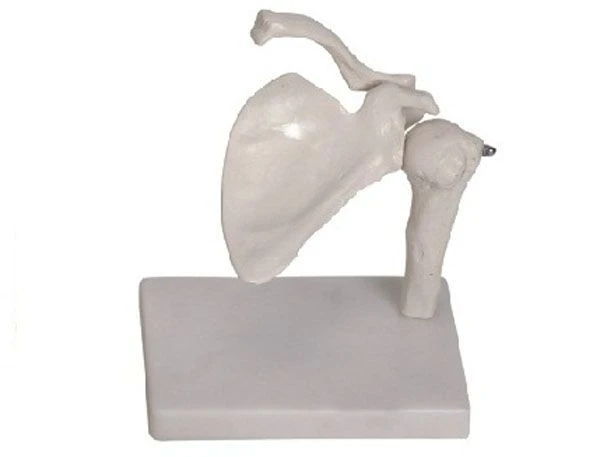 Anatomical Shoulder and Scapula Model, Art. 11201-1