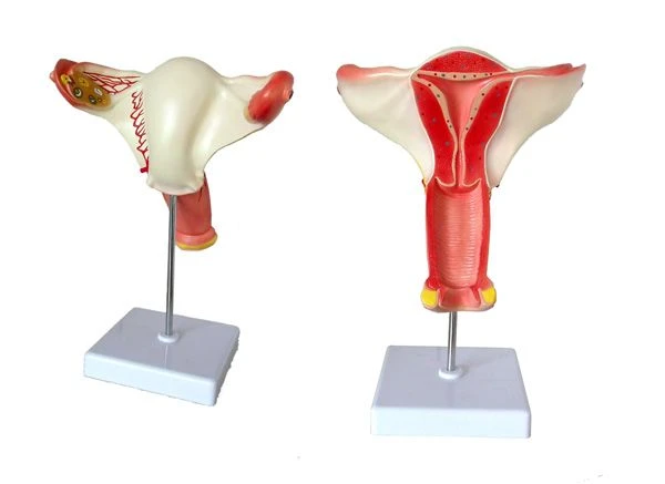 Female Uterus Model with Ovaries, Life Size, 15108