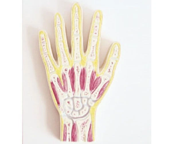 Joint Profile Model for Wrist, 11204