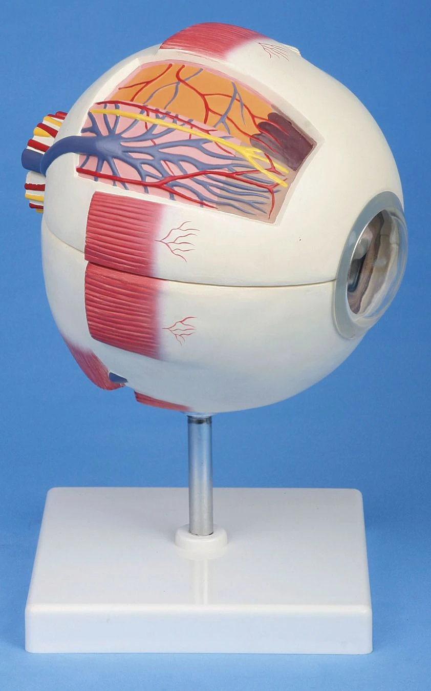 نموذج العين (6:1) ROST-17102