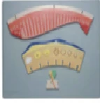 نموذج الدورة الشهرية النسائية 19003