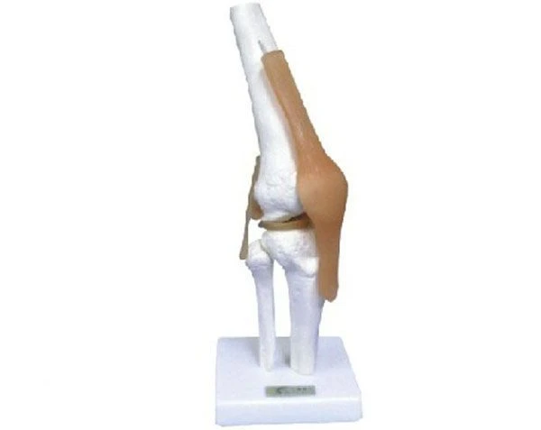 Functional Elbow Joint Model with Ligaments 11209-2