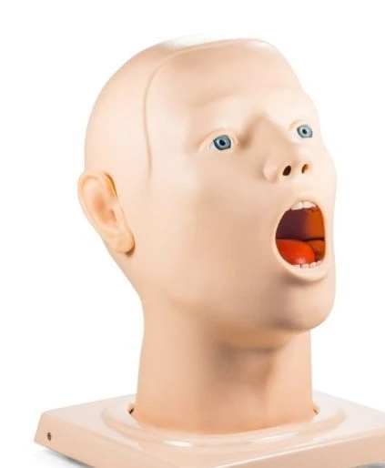 Anatomically Accurate Human Head Phantom Model CS28