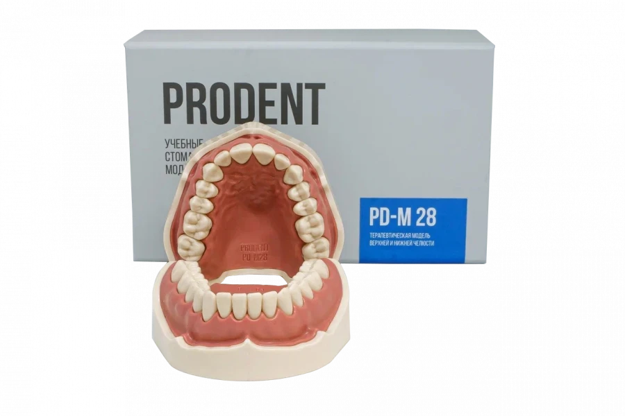 Standard Dental Model Jaw with 28 Teeth PD-M28