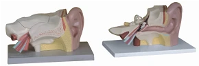 Ear Anatomy Model 3 Parts, 17201-3
