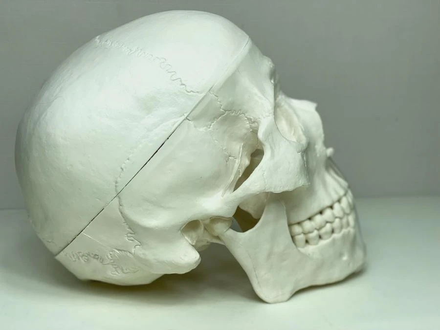 Human Skull Model, ROST-11110
