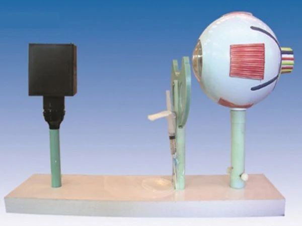 Eye Model with Adjustable Lens for Vision Simulation, 17108