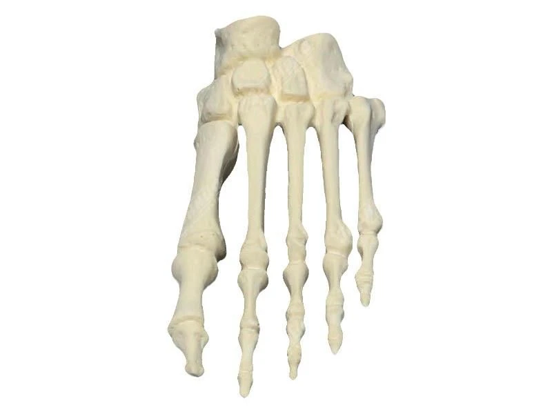 Life-Size Foot Joint Model with Ligaments, SK2113