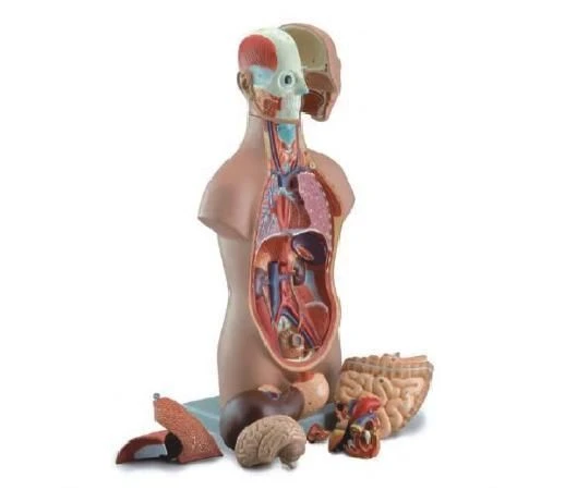 Educational Human Torso Model - 50 cm, 12 Parts, 10003C