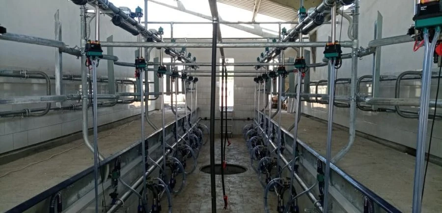 Milking Installation "Yelochka 2" with Quick Exit SCR Technology