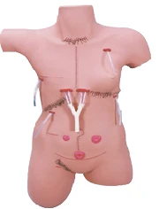 Surgical Practice Mannequin with Various Postoperative Sutures and Stomas, LV18