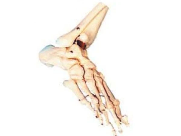 Foot Joint Model, 11133