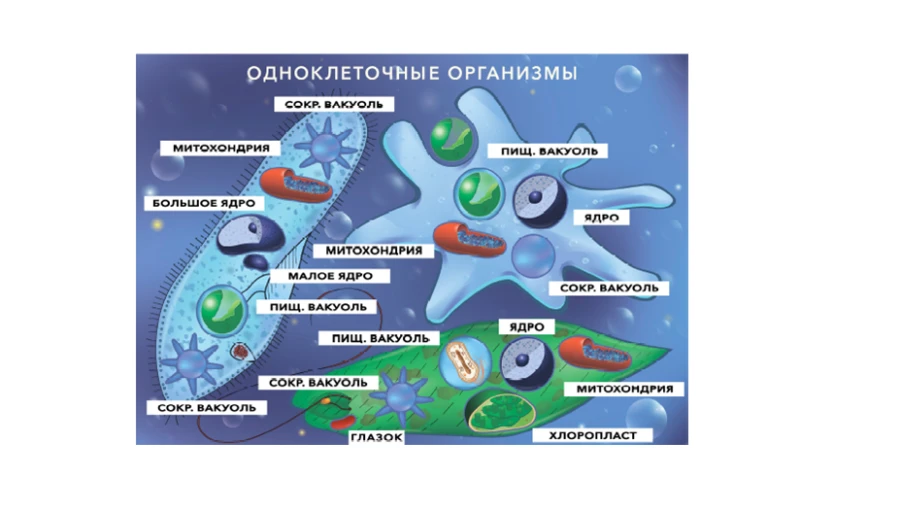 ملصق مغناطيسي "الكائنات وحيدة الخلية
