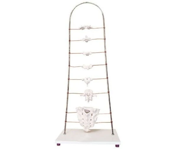 Morphological Characteristics Model of Human Vertebrae, 11135