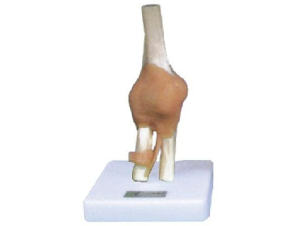 Knee Joint Model with Ligaments 11209-5