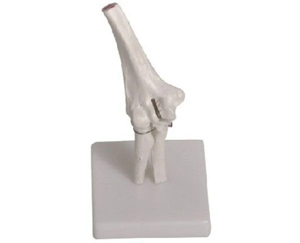 Elbow Joint Bones Model, Art. 11201-2